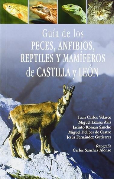 GUIA DE LOS PECES ANFIBIOS REPTILES Y MAMIFEROS DE CASTILLA | 9788493373016 | VELASCO MARCOS, JUAN CARLOS