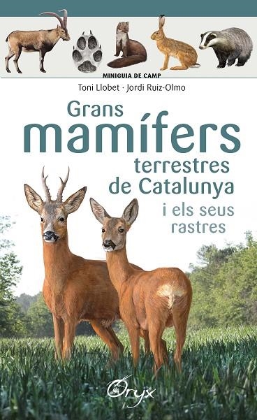 GRANS MAMÍFERS TERRESTRES DE CATALUNYA I ELS SEUS RASTRES | 9788490347881 | LLOBET FRANÇOIS , TONI / RUIZ-OLMO, JORDI