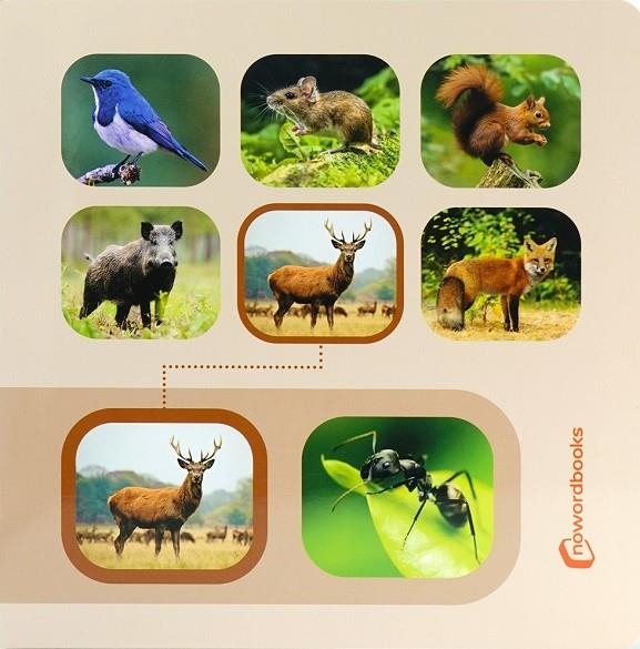 CERCA I TROBA. ANIMALS DEL BOSC | 9788412906806 | NOWORDBOOKS